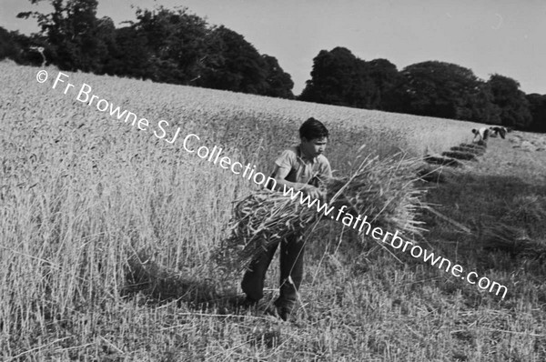 HARVESTING WHEAT